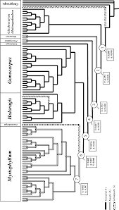 Image result for Laurembergia repens