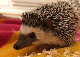 hedgehogs are like as pandemic pets
