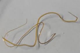 Horsehair worms are an entirely parasitic animal phylum. Horsehair Worms Entomology