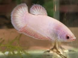 When bettas are pale, it means they are stressed. Live Betta Fish Pink Hmpk Female Betta Fish Betta Fish