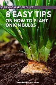 Plant in early spring, mulch to control weeds, fertilize. Best Ways To Plant Onion Bulbs And Sets Kellogg Garden Organics