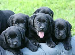 Lab puppies 02 photo credit: Black Labrador Retriever Puppies For Sale Hidden Pond Labradors