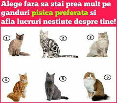 Check spelling or type a new query. Zodiac Rules Test De Personalitate Pisici Wattpad