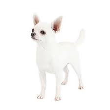 The chihuahua is the smallest of all breeds and has the distinction of being the oldest breed in america. Chihuahua Dog Breed Profile Purina