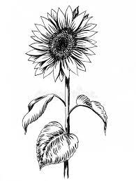Sunflower drawing black and white. Sunflower Drawing Stock Illustration Illustration Of Plant 112244766