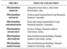 Image result for Phyllanthus odontadenius