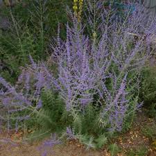 Image result for Perovskia atriplicifolia 'blue spire'