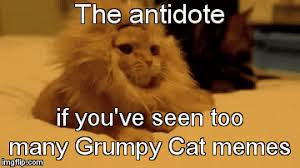 Mgm design has specialized in website design and graphic design for businesses and organizations since 1998. Cuteness Overload á´¥ Imgflip