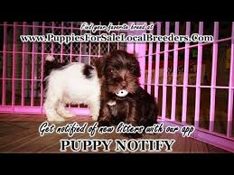 Find the perfect miniature schnauzer puppy for sale in texas, tx at puppyfind.com. Miniature Schnauzer For Sale In Texas 07 2021