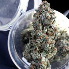 How to Make the Best Growing Environment | Grow Weed Easy