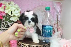 Great savings & free delivery / collection on many items. Shih Tzu Puppies Teacup Shih Tzu Shih Tzu For Sale Breeder Teacup Miniature Toy