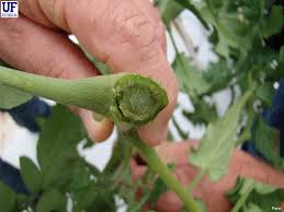 Image result for tomato seedling fusarium wilt