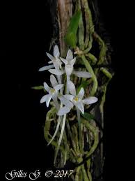 Image result for Mystacidium