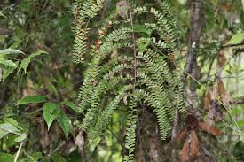 Image result for Embelia ruminata