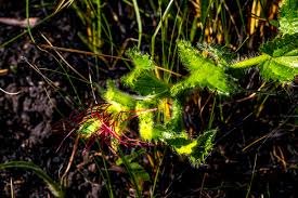 Image result for Behnia reticulata