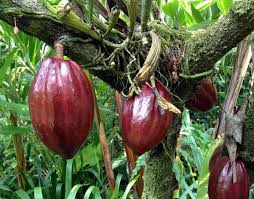 Once you have your first mature plant, you can take cuttings and make as many plants as you like. Chocolate Plant Theobroma Cacao 10 Million Years Old Market Business News