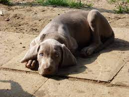 Deshalb suche ich für erwachsene havaneser (rüden und hündinnen). Hunde Rassehunde Weimaraner Tieranzeigen