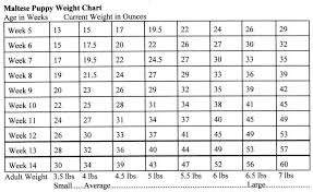 labrador height weight online charts collection