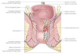 Lymph in the medullary sinuses then drains into efferent lymphatics and hence through larger lymphatic vessels back into human anatomy and physiology. Lymphatic System Amboss