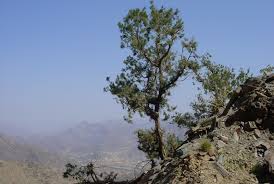 Image result for Juniperus procera