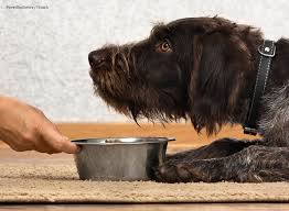 The diet of a dog with diabetes should include foods with high doses of fiber. 7wjq9kng9aewcm