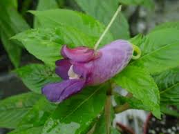 Image result for Impatiens salpinx