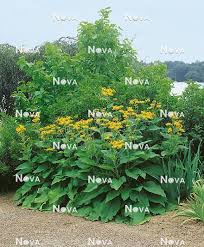 Image result for Inula mannii