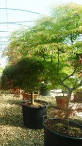 It typically grows to 15 feet high, but left alone it can reach 26 feet. Pretty Dissectum Shaping Japanese Maple Japanese Plants