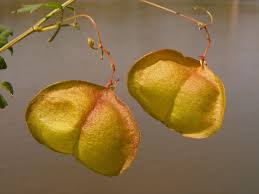 Image result for Sapindaceae