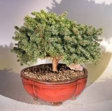 Image result for Ficus pygmaea