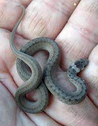Baby Snake Snake Baby Snakes Types Of Snake