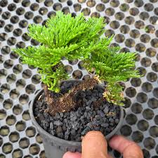 Image result for Selaginella soyauxii