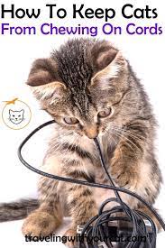 Learn About The Reasons Cats Chew On Cords And How To Stop Your Cats From Doing It Cats Cats Chewing Cords Keep Cats Away