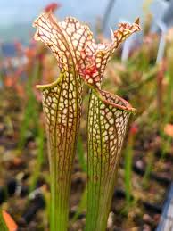 Image result for Brachyachne simonsii