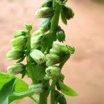 Image result for Umbilicus botryoides