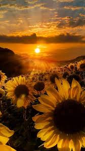 Background aesthetic hd brown / find over 100+ of the best free brown aesthetic images. Sunflower Aesthetic Sunset Wallpapers Wallpaper Cave