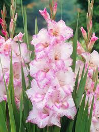 Image result for Gladiolus melleri