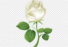Gambar bunga tulip hitam putih png. White Rose Png Images Pngwing