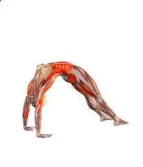 Urdhva Dhanurasana Upward Bow Pose With Straight Legs Awesome Illustration Yoga Anatomy Yoga Muscles Yoga Help