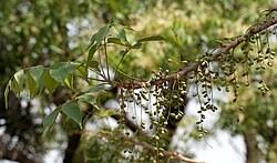 Image result for Lannea virgata