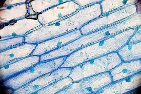 Cells consist of cytoplasm enclosed within a membrane, which contains many biomolecules such as proteins and nucleic acids.2 most plant and animal cells are only visible under a light microscope, with dimensions between 1 and 100 micrometres.3 electron microscopy gives a much higher. Gce Cie Biology Animal And Plant Cell Structures Photomicrographs Biology Gce Cie Cell Structure Plant Cell Animal Cell