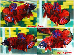 Jual ikan cupang hias pilihan kualitas kontes, halfmoon, plakat, giant, fancy koi, serit, double tail call 08157173020. Image Result For Cupang Plakat Fancy Koi Betta Fish Tank Betta Fish Siamese Fighting Fish
