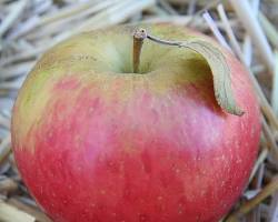 Image of আপেল