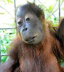 Down syndrome is a set of symptoms that arise from a genetic abnormality, in which an individual's cells have an extra. Tiere Mit Downsyndrom So Knuffig Kann Das Aussehen