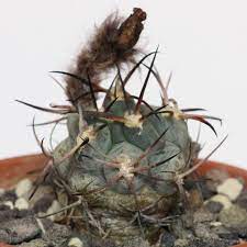 The following photos will allow you to identify cacti and other succulent plants. Cacti And Succulents Identification