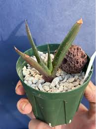 Image result for Aloe lutescens