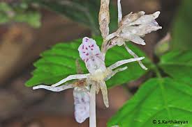 Image result for Epipogium roseum