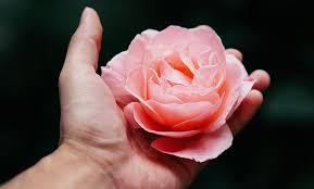 If you are buying roses for her, you should deliver them immediately or be prepared to take care of the flowers to prevent deterioration. How Long Do Preserved Roses Last