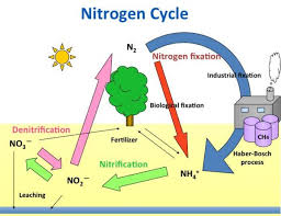 Image result for nitrogen fixing bacteria