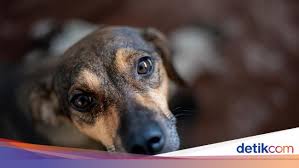 Anjing bercinta dengan hewan lain kocak подробнее. Viral Anjing Disetubuhi Pria Bikin Emosi Sahabat Satwa